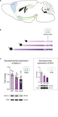 Dopamine Axon Targeting in the Nucleus Accumbens in Adolescence Requires Netrin-1